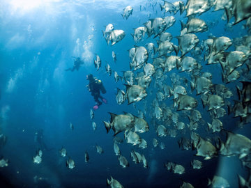 Mergulhadores na Laje de Santos entre um cardume de peixes
