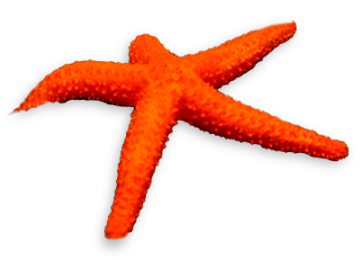 Foto de uma estrela do mar